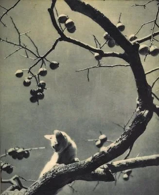 Death Is By Your Design: Reclaiming Authorship at the Threshold