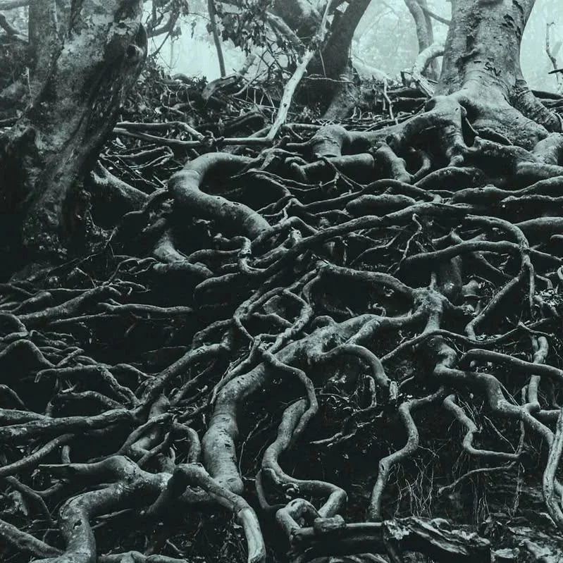 Roots_1.jpg