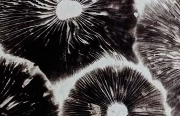 Psychedelics and Transitional Threshold Care: A Guide for Death Doulas