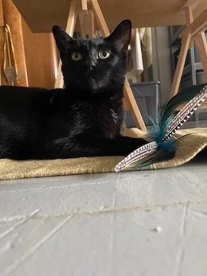 Emergency Housing Fund: Artist and Cat Clove Motorhome Journey