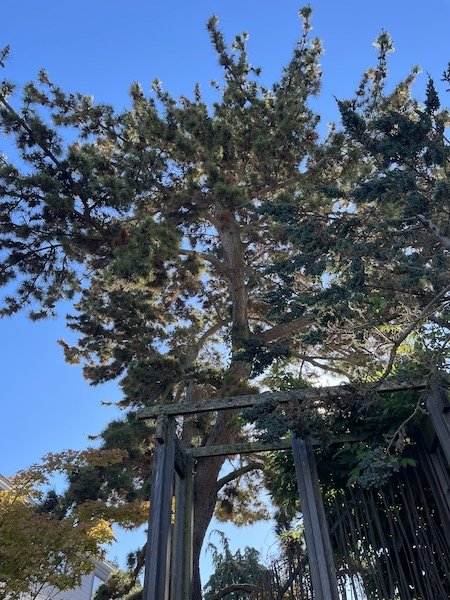 scots-pine-tree-no-1-1.jpeg
