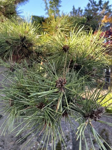 scots-pine-tree-no-1-2.jpeg