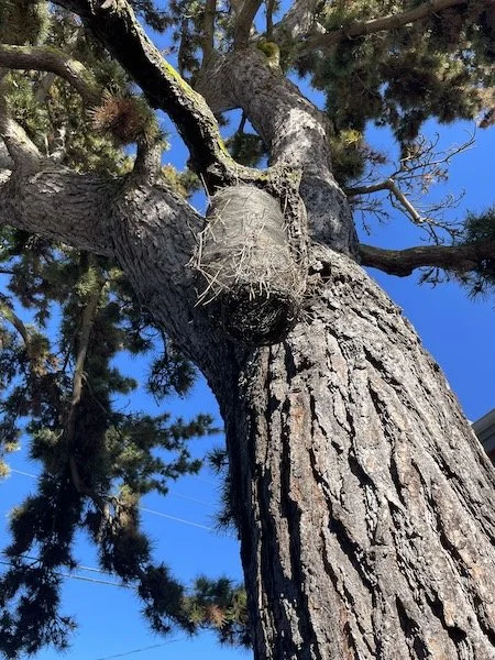 scots-pine-tree-no-1-3.jpeg