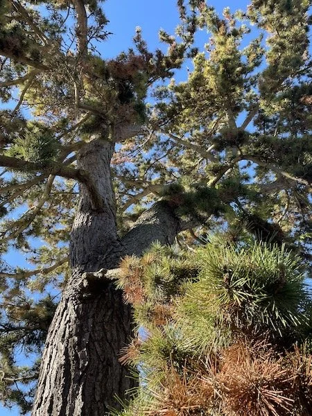 scots-pine-tree-no-1-4.jpeg