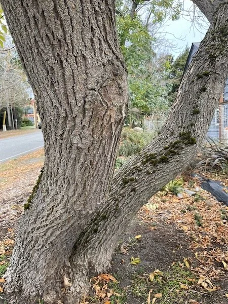 green-ash-tree-no-2-1.jpeg