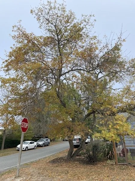 green-ash-tree-no-2-2.jpeg