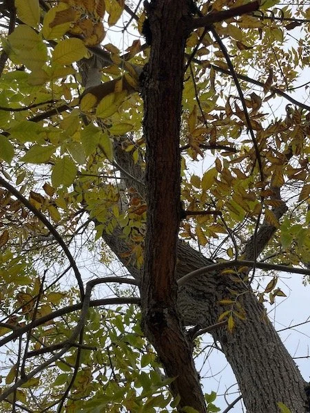 green-ash-tree-no-2-3.jpeg