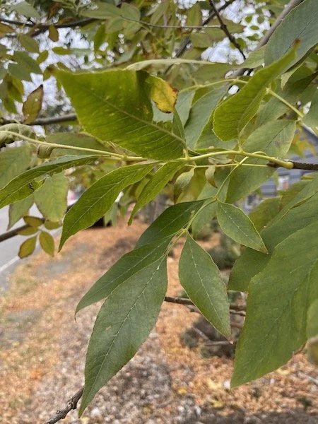 green-ash-tree-no-2-4.jpeg