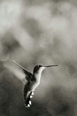 the-hummingbird-effect-towards-death-care-changes