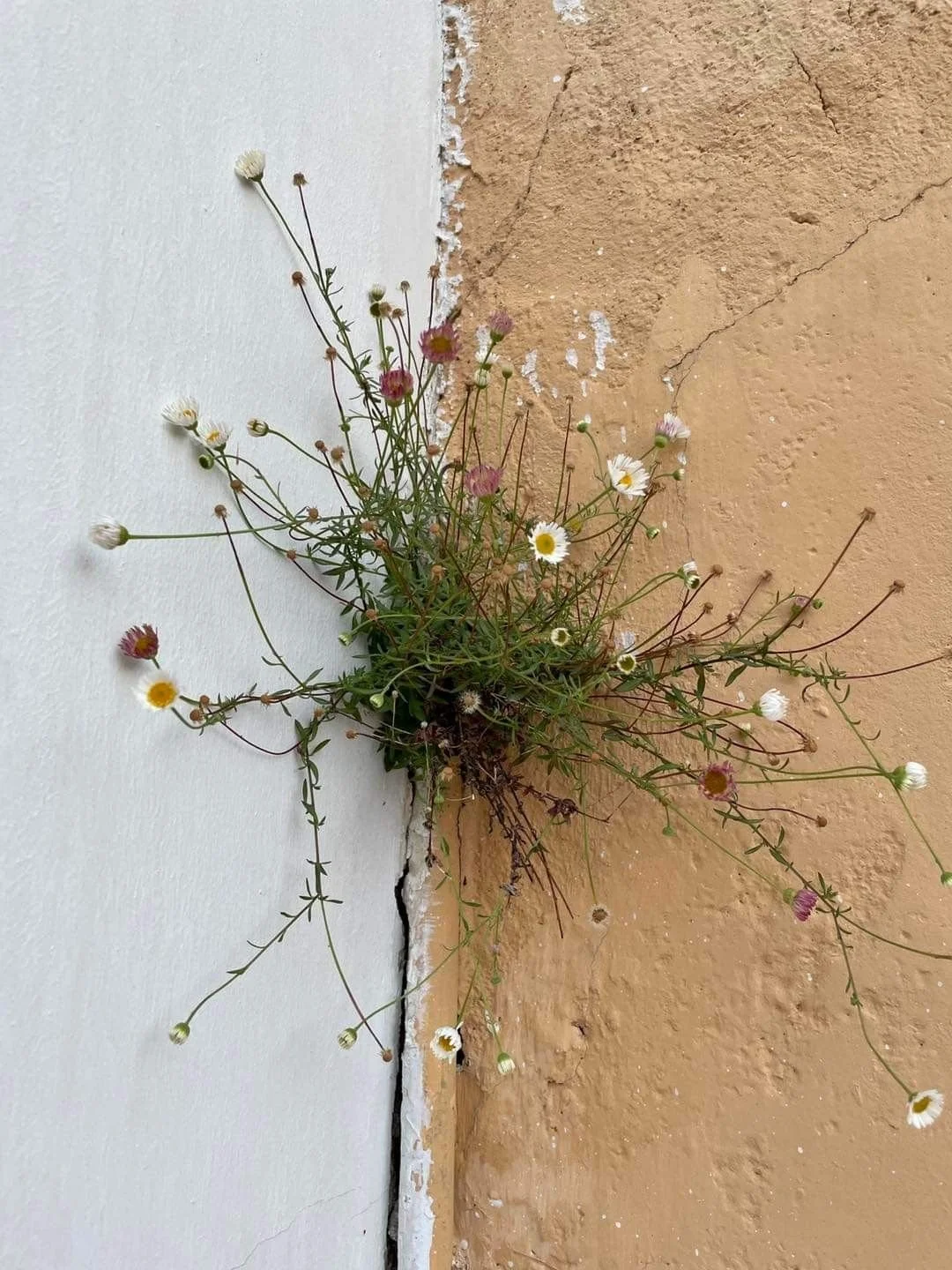 Cultural Humility and Spiritual Diversity Checklist for Psychedelic-Assisted Transitional Threshold Care