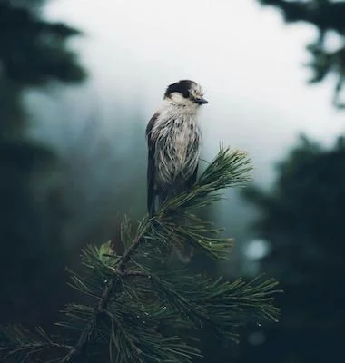 small bird sitting on the edge of a pine branch
