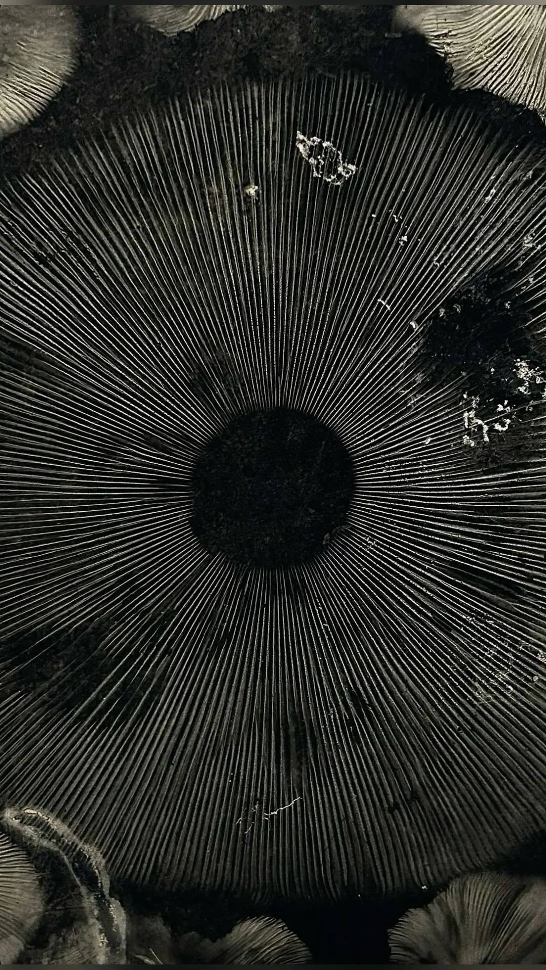 psychedelic-assisted-deathworker-resource.jpg