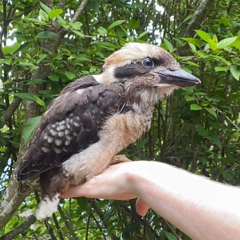 A sad kooka update. She stayed the last three nights at our neighbour Sophie&rsquo;s, where Soph saw kooka being fed by parents (big worms and a little frog among the delicacies). 

The parents also encouraged kooka into the shade during the heat of 