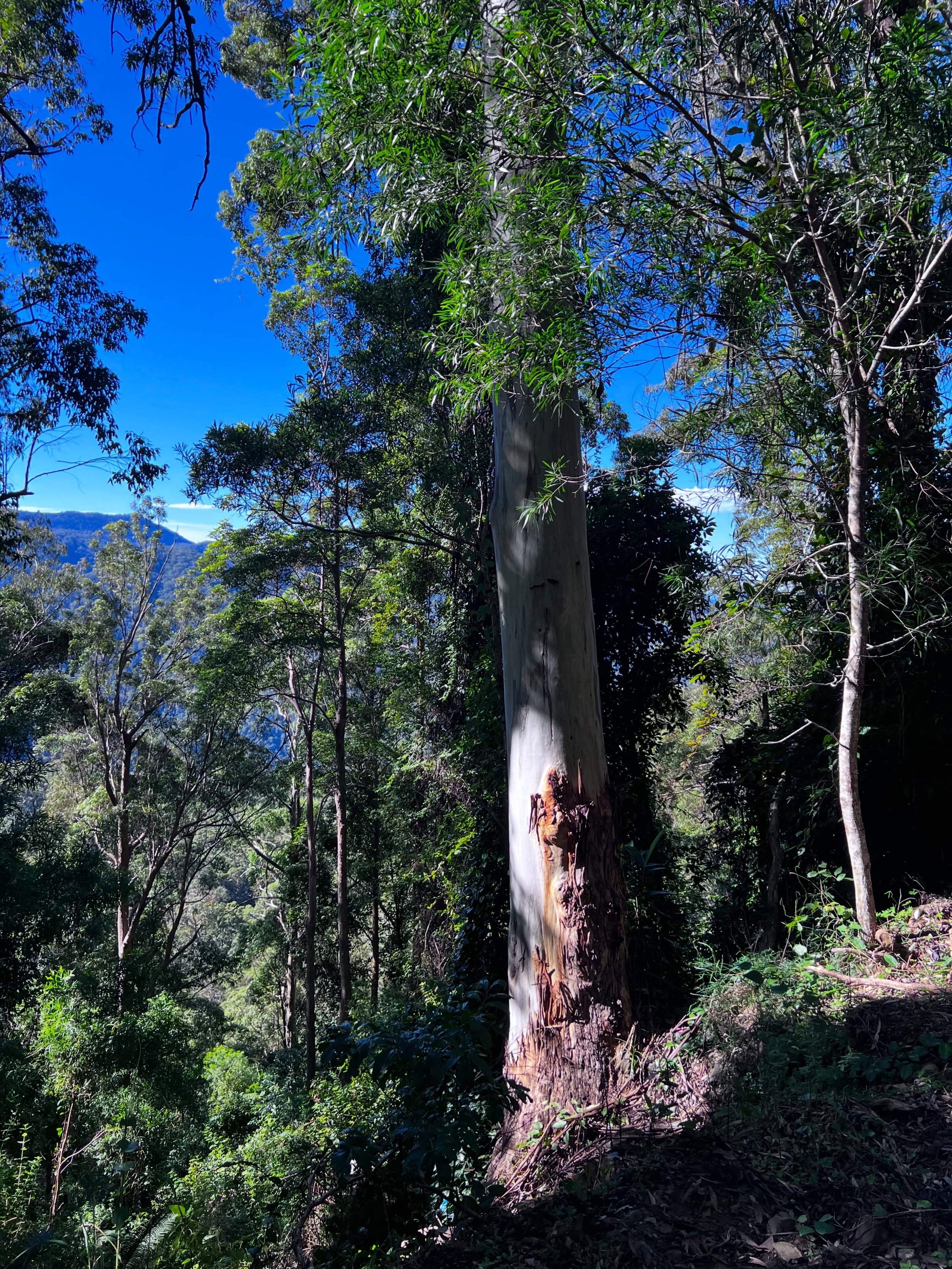 Today I visited Dorrigo Public School which meant driving up the very windy, mountainous road that looms so large in my childhood memories. 

We used to drive from Armidale to Valla Beach for holidays and I was absolutely terrified of the steep - oft