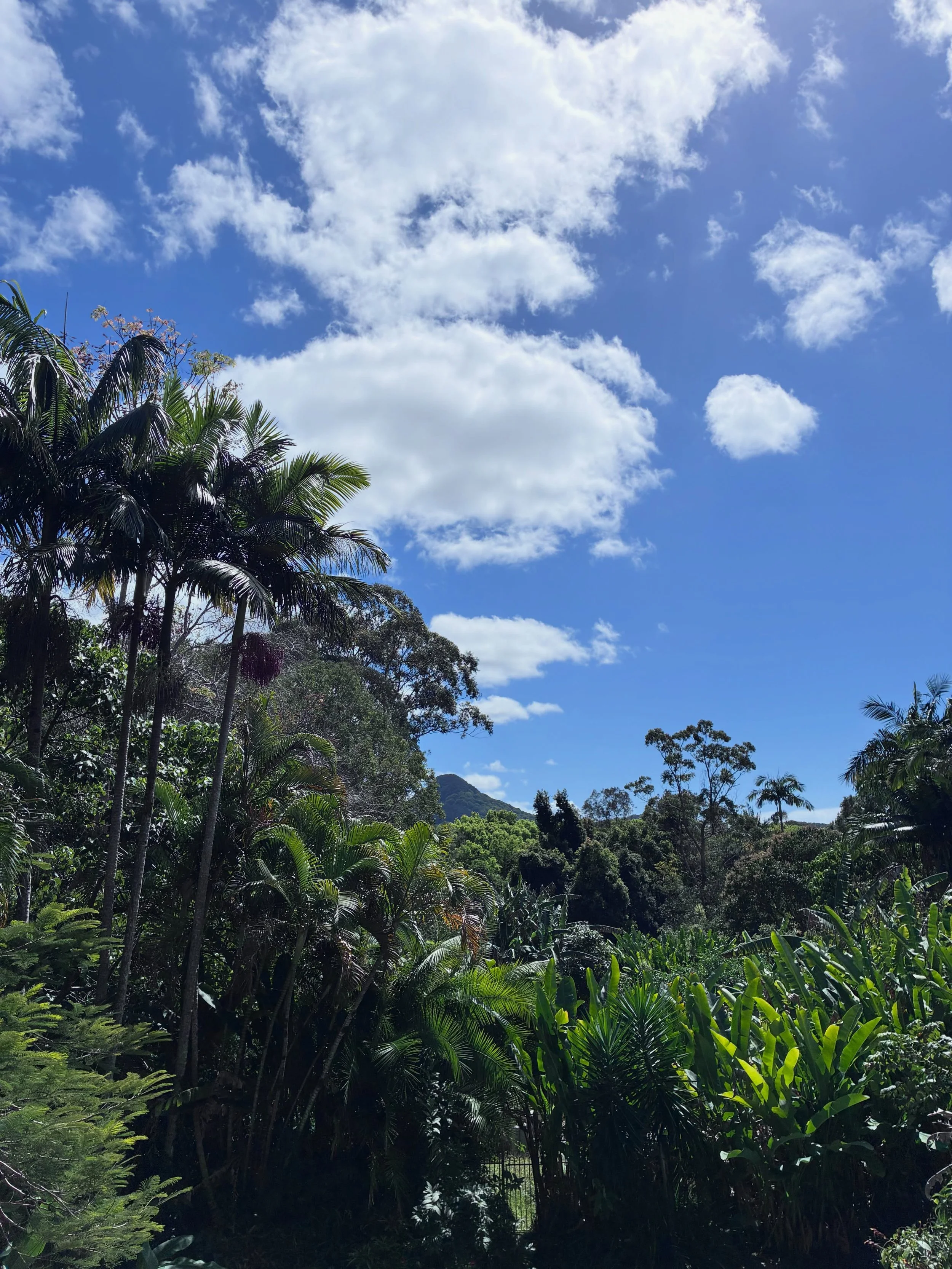 Home again after a huge four weeks. 

Here&rsquo;s a slightly breathless account of the highlights: Byron Writers Festival. Publication of &lsquo;The Wave&rsquo;. Brisbane school visits. &lsquo;Run&rsquo; winning Shadow Judging and Honour Book at CBC