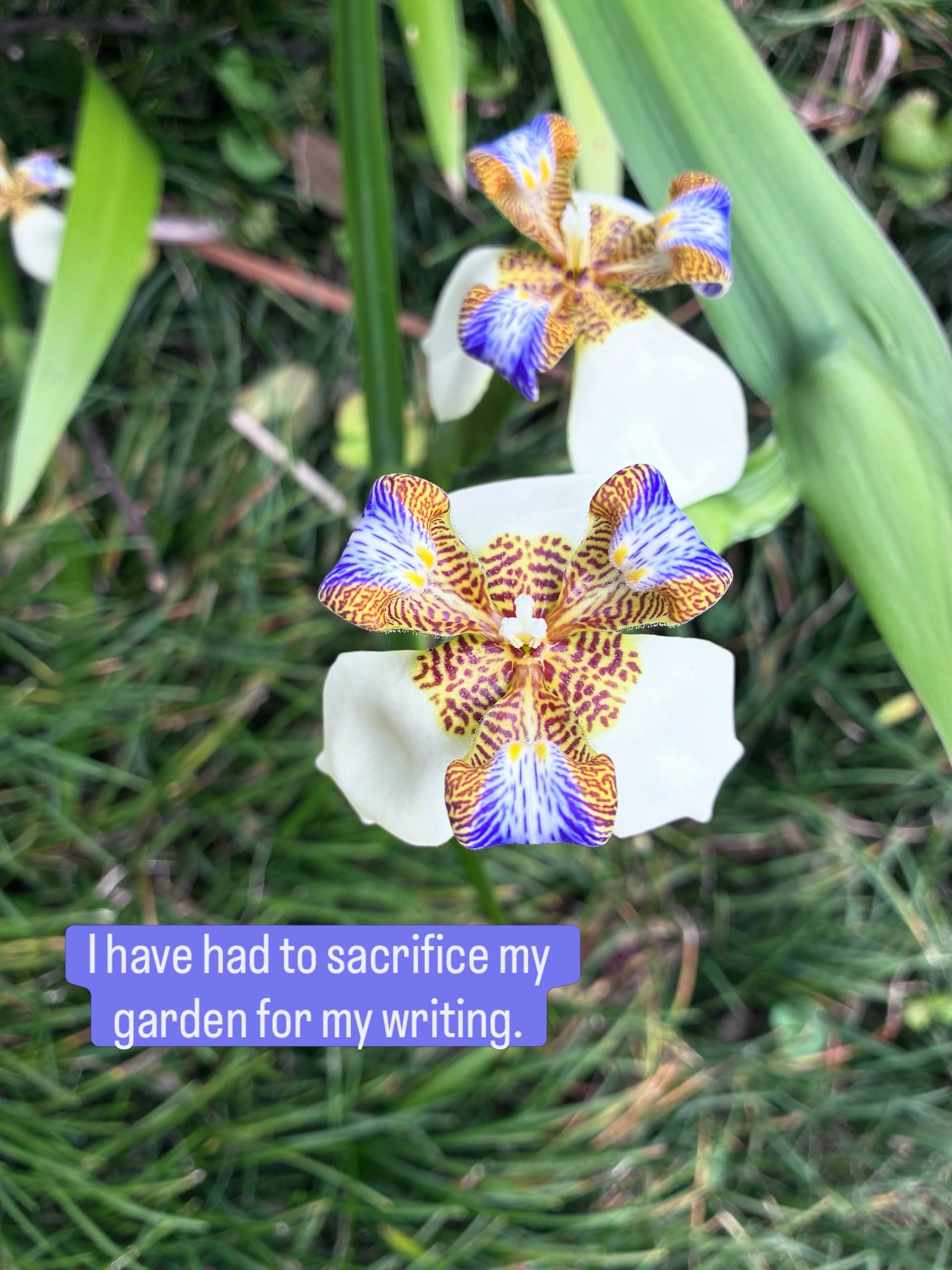 I&rsquo;m determined to find time for gardening. 

Some scrolling may need to go.