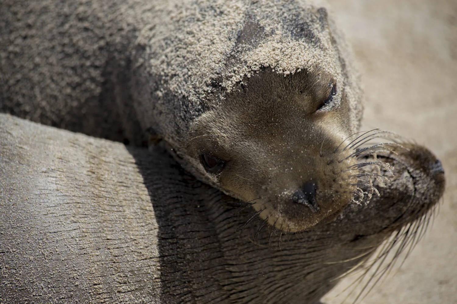 Two sea lions lounge on the beach on South Plaza Island, one of the Galápagos Islands.