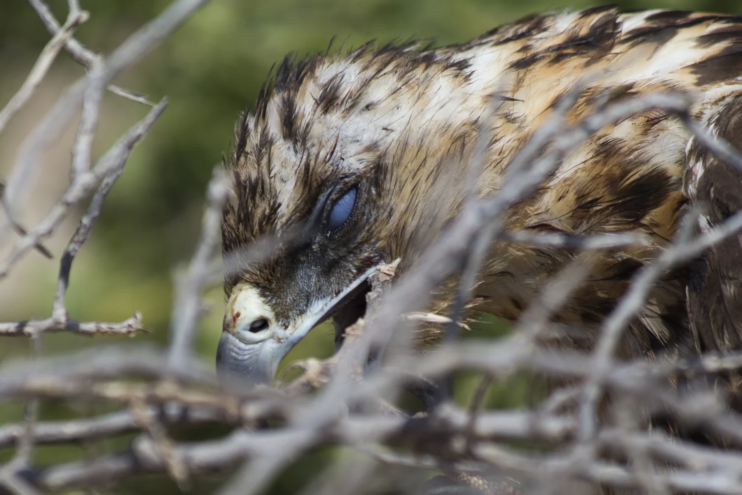 A Galápagos Hawk (Buteo galapagoensis) on South Plaza Island.
