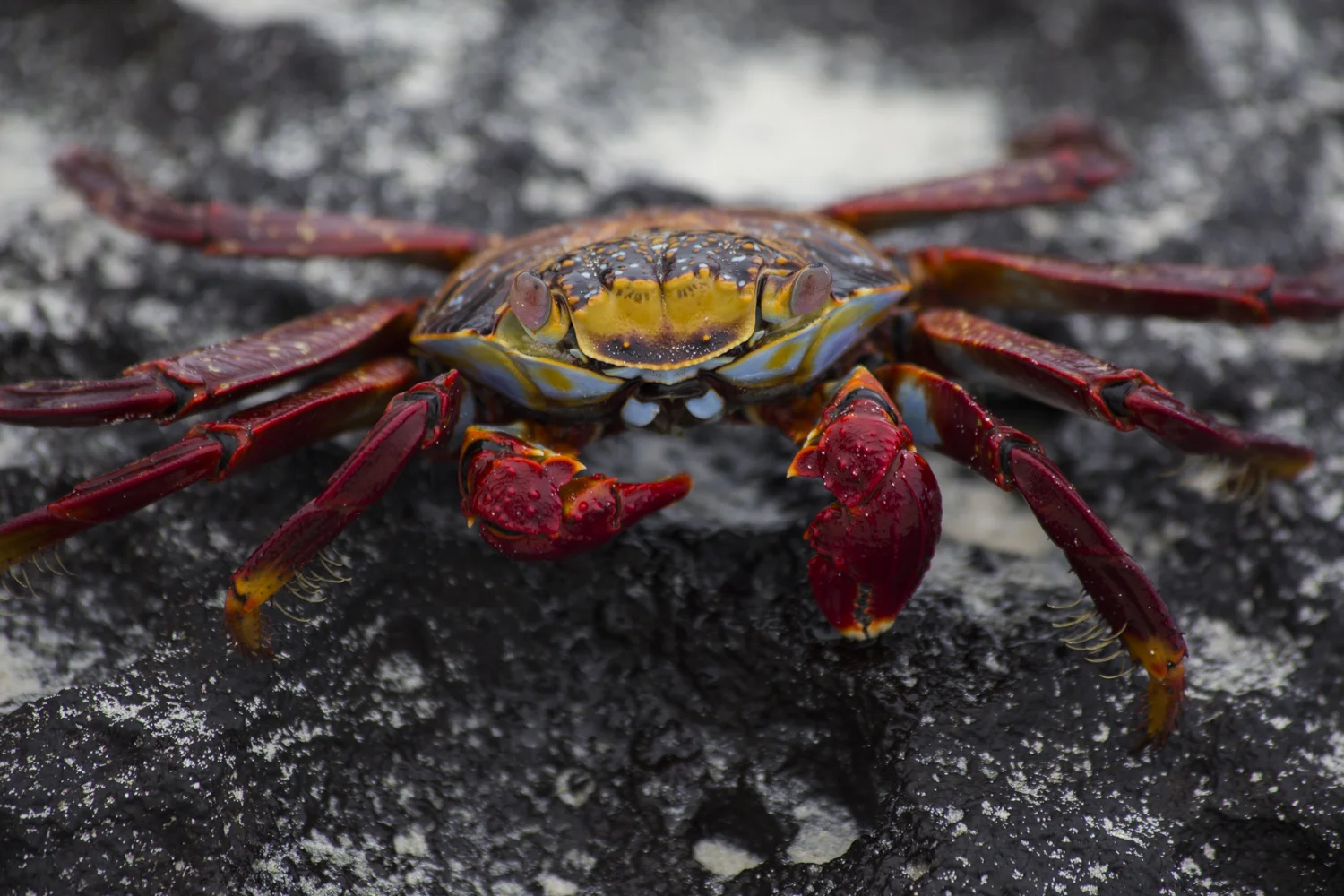 Grapsus Grapsus, commonly known as Sally Lightfoot crabs, are one of the most common types of crabs in the Galápagos. They are born with a black or dark brown color in order to camouflage themselves into the black lava coasts of the Galápagos Islands. Adult crabs are bright orange and red with yellow or pink spots.