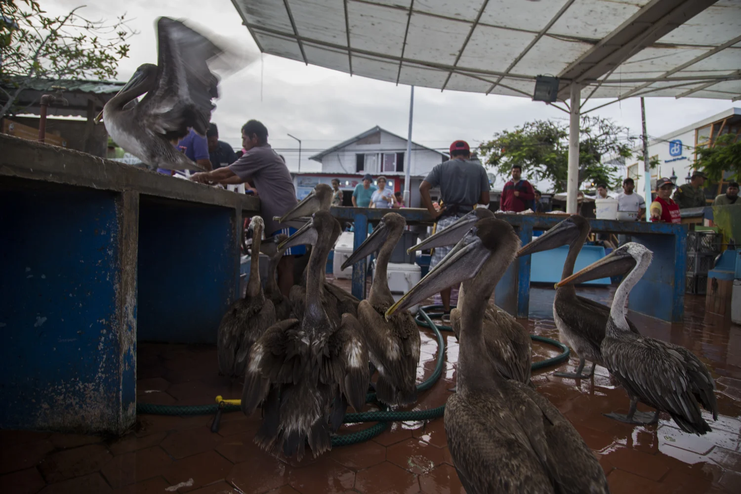 A man feeding numerous Pelicans and a Sea Lion on the Santa Cruz Island of the Galápagos.