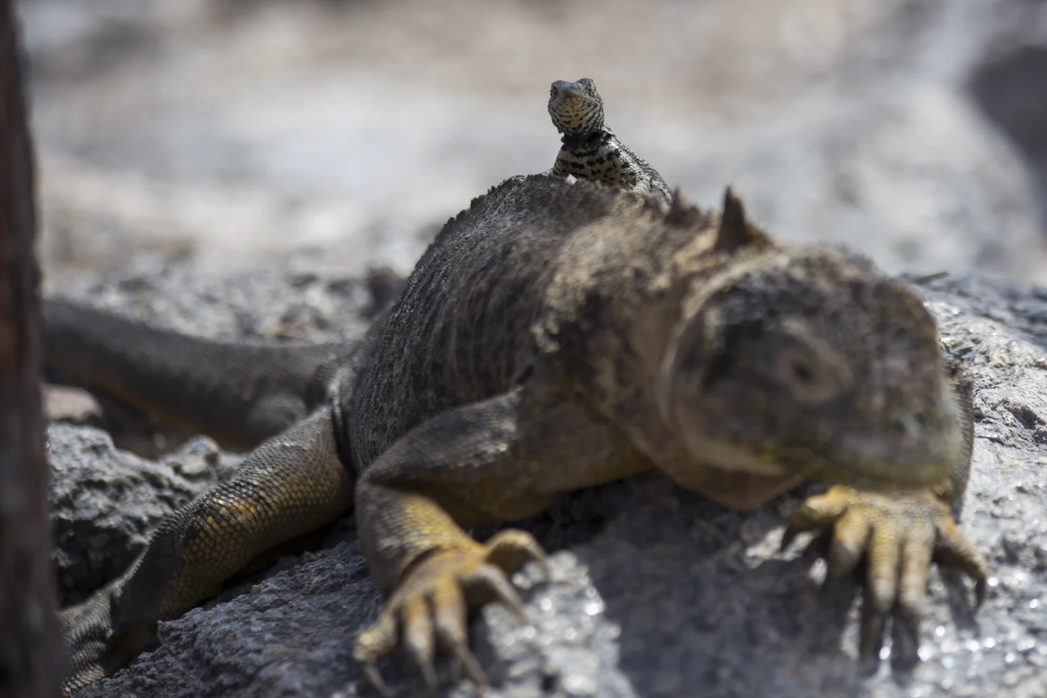 A lizard sits on the back of a land Iguana on North Seymour Island in the Galápagos.