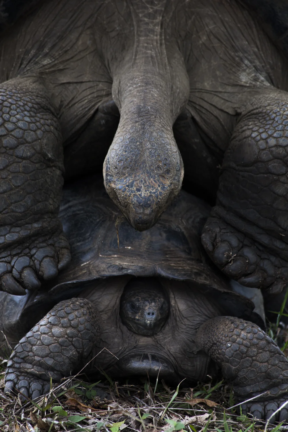 A male Galápagos Giant Tortoise attempting to mate with a female Galápagos Giant Tortoise at the Charles Darwin Research Station in the Galápagos Islands.