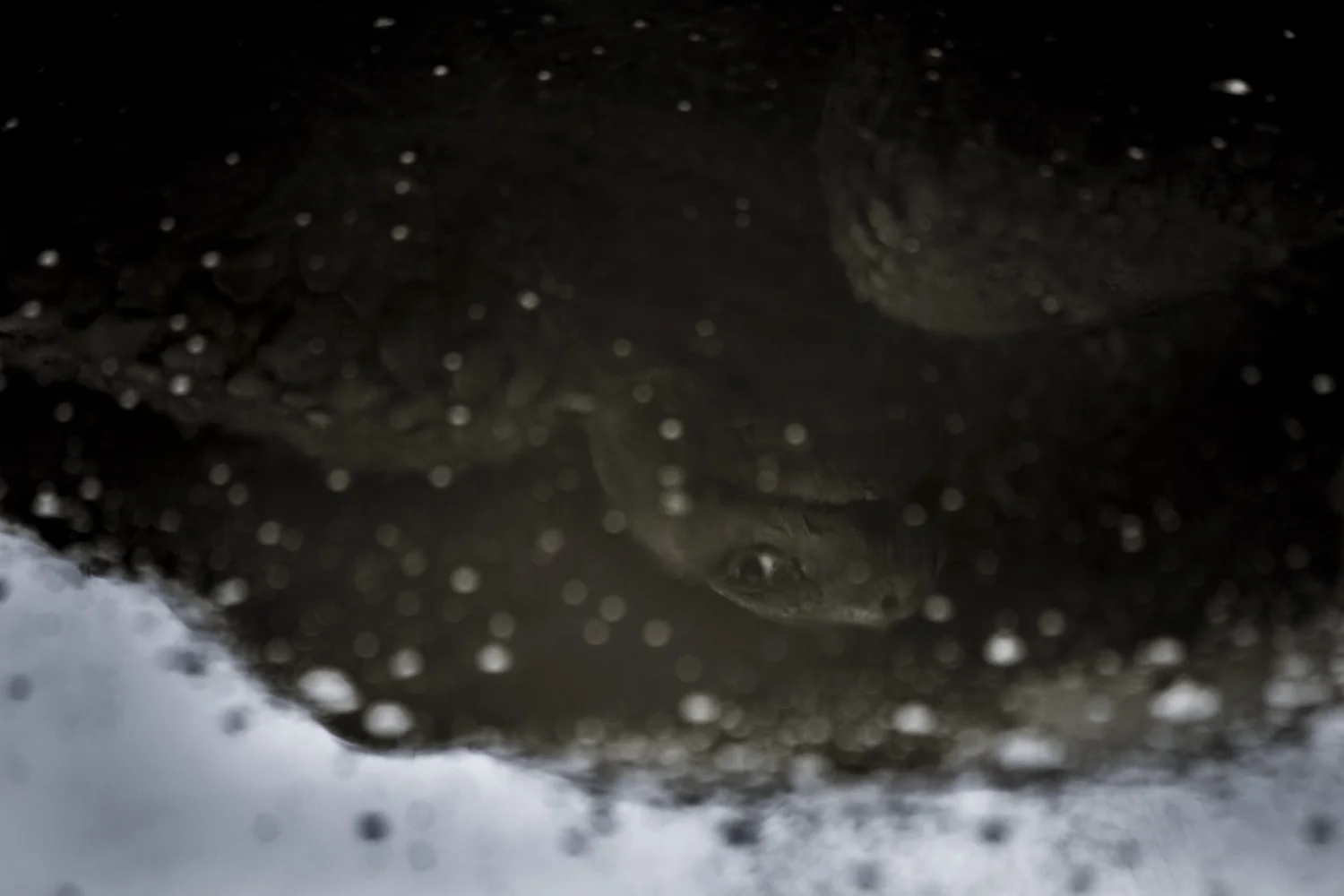 A reflection of a Galápagos Giant Tortoise in the Charles Darwin Research Station in the Galápagos Islands.