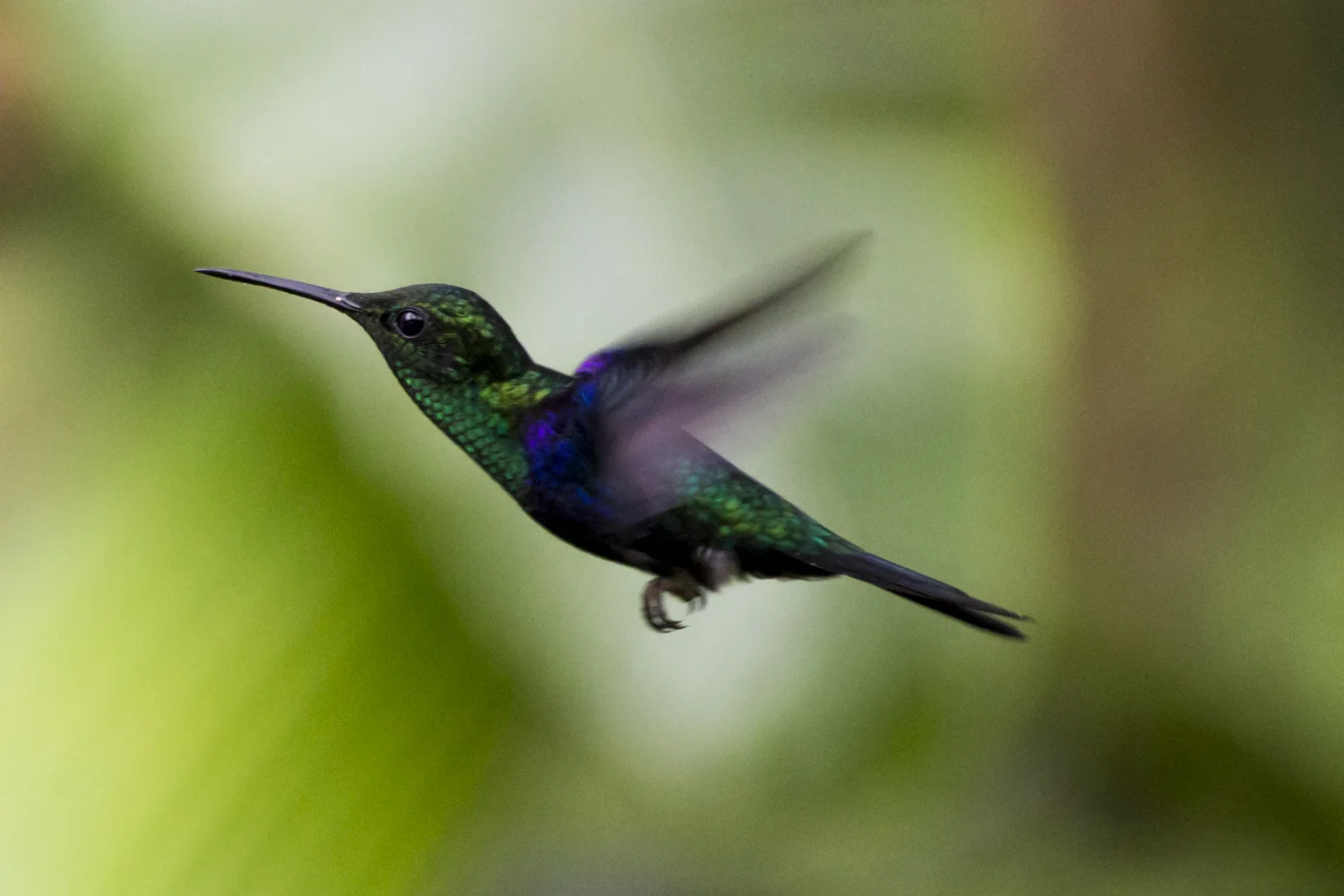 A Hummingbird at the Mashpi Eco Lodge's Hummingbird Observation Center in Ecuador.