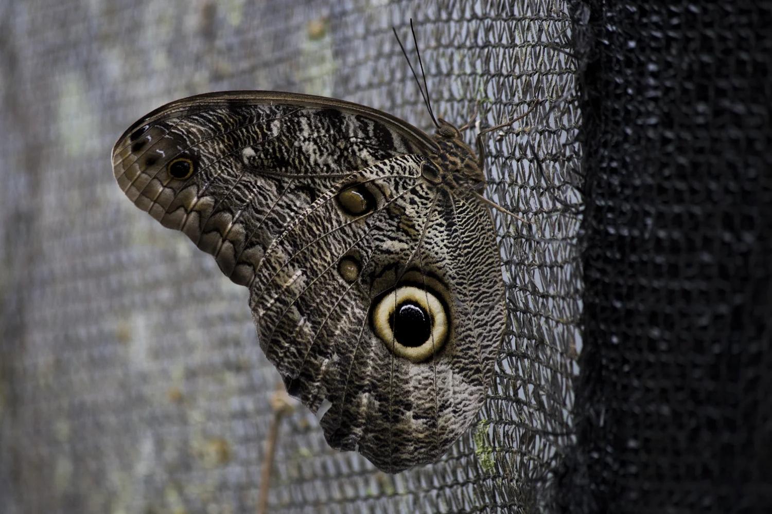 The Illioneus Giant Owl (Caligo illioneus) Butterfly at the Mashpi Life Center Atrium in Ecuador. 