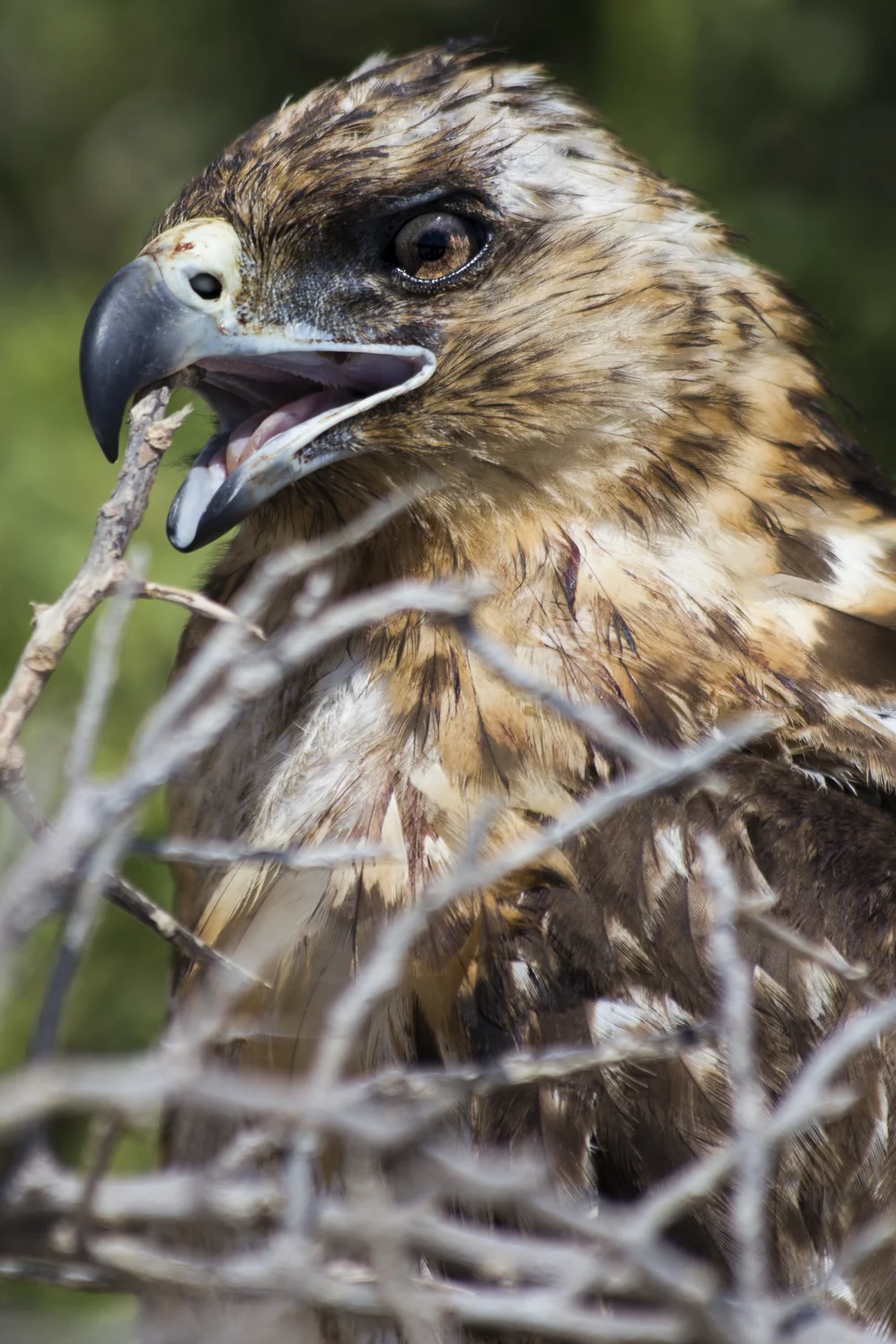 A Galápagos Hawk (Buteo galapagoensis) on South Plaza Island.