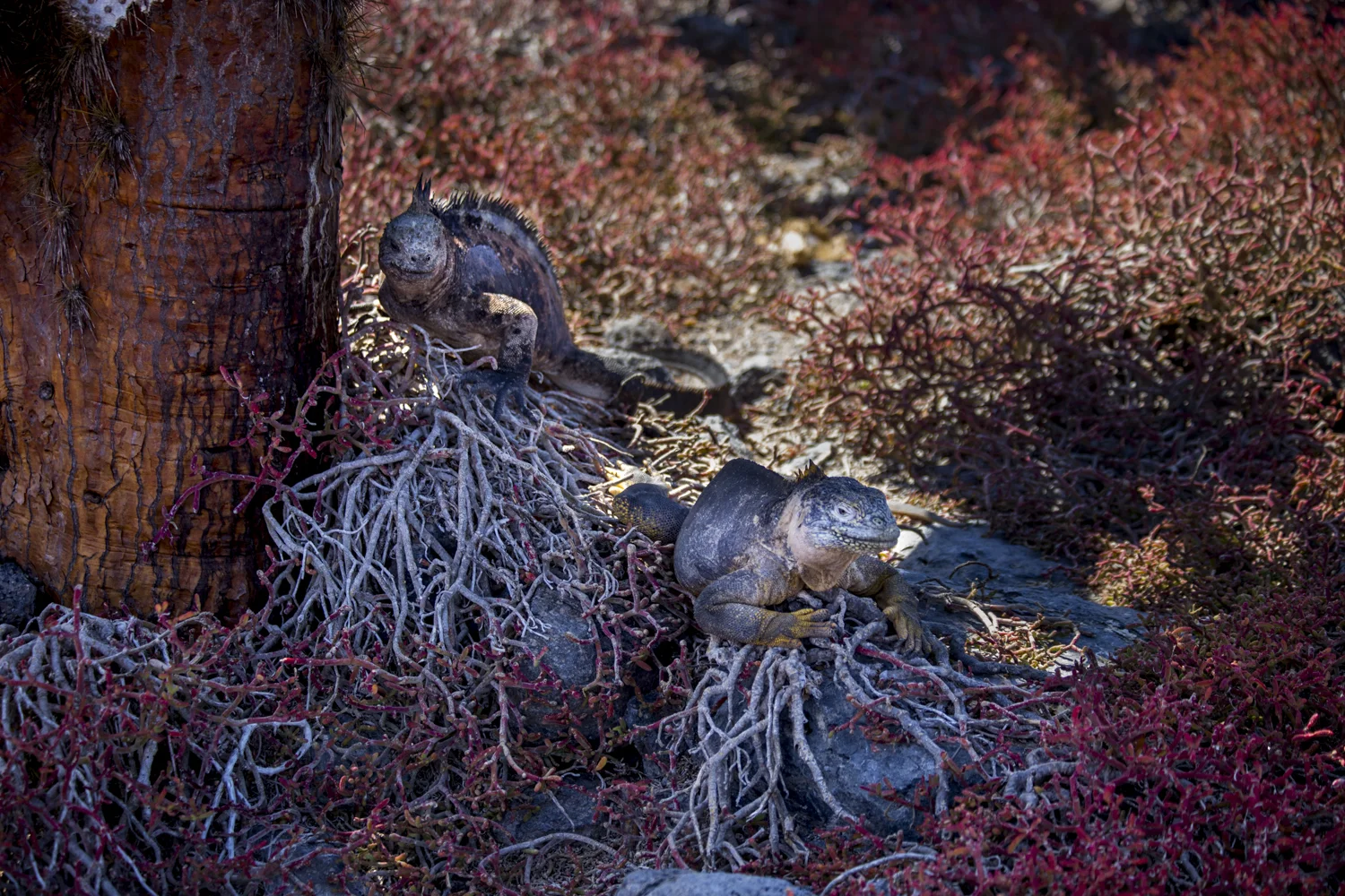 A rare sighting of a Marine Iguana and a Land Iguana sitting together on North Seymour Island.