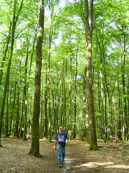  La forêt de Bellême dans le Parc Naturel du Perche. ( http://www.parc-naturel-perche.fr/ ) Photo: Louise Beaupré 