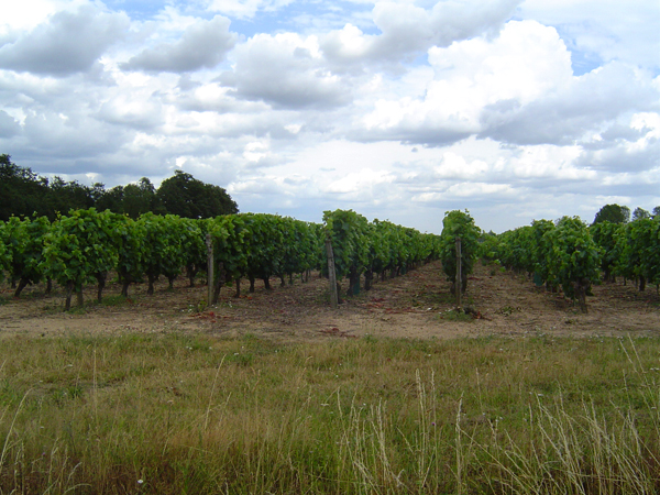  Un des vignobles d'Anjou que nous avons visité ( http://www.parc-loire-anjou-touraine.fr/fr ) Photo: Louise Beaupré 