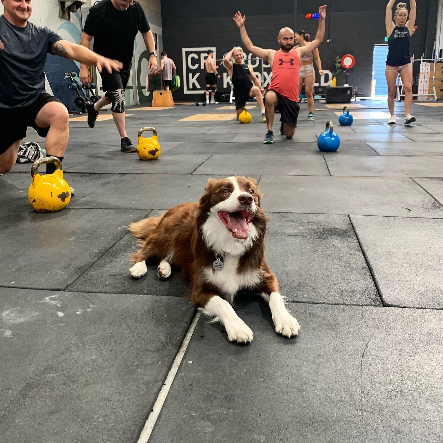 CFK gym mascot @bodhi_the_bordercollie 🐶 💙

Interested in getting started with us? Text CFK to 0401 562 086 to redeem a 14 day free trial 🤙

#CFK #CrossFit #gymdog #loveit