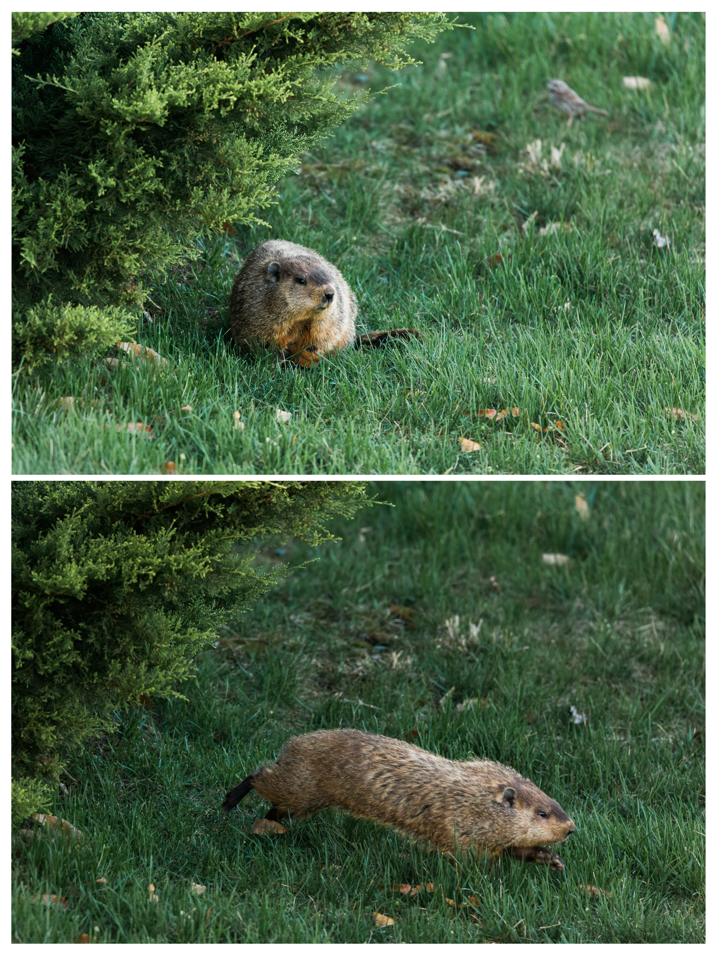 Turbo kept us entertained running back and forth between the bushes in our neighbor's yard, the Cherry Blossom tree, and a storm drain in the ditch behind our homes. I was shocked at how fast this stocky critter was!