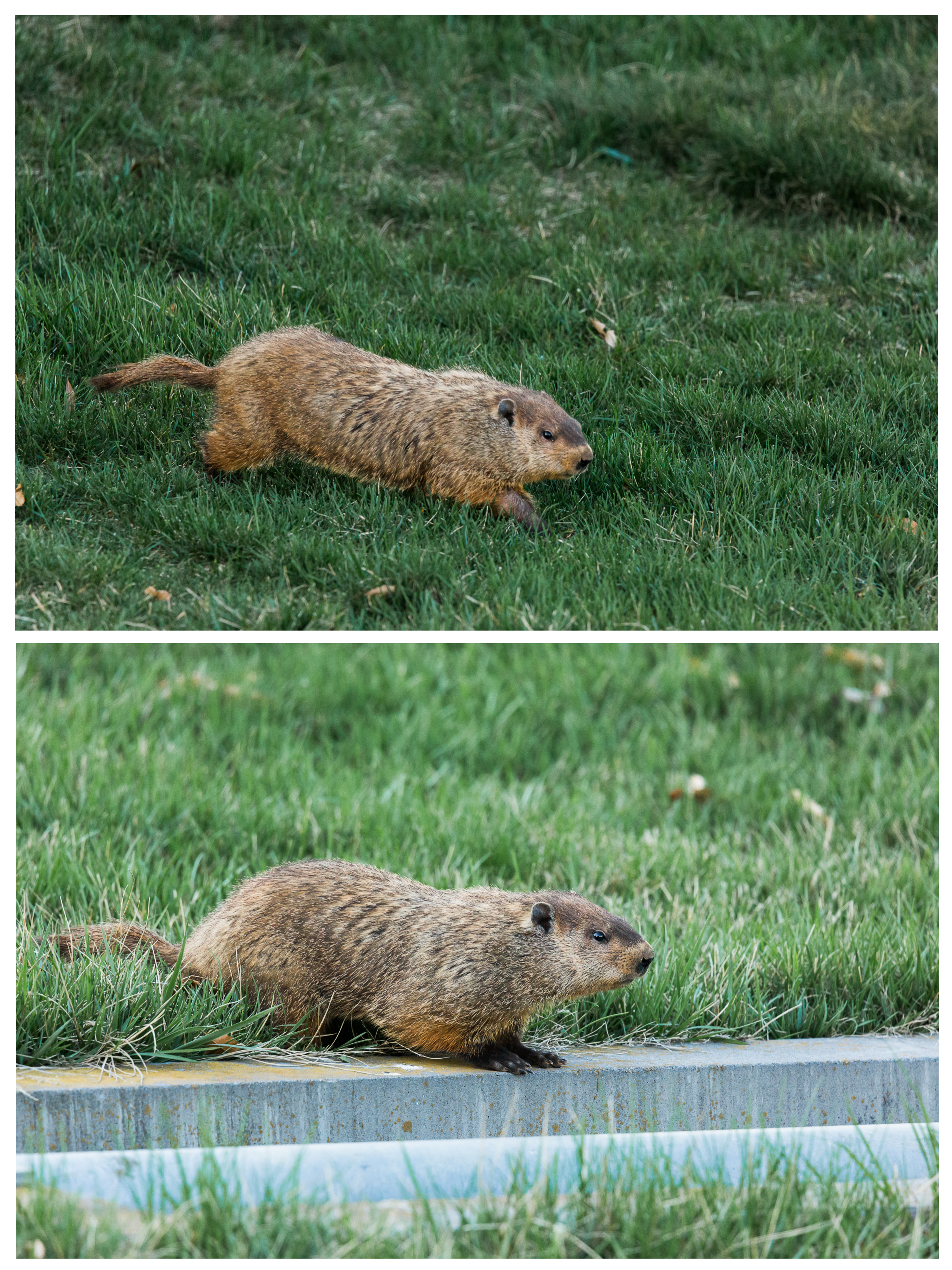 Once at the storm drain, Turbo would jump in, pop his head up, jump back out and run back to the tree or bushes.