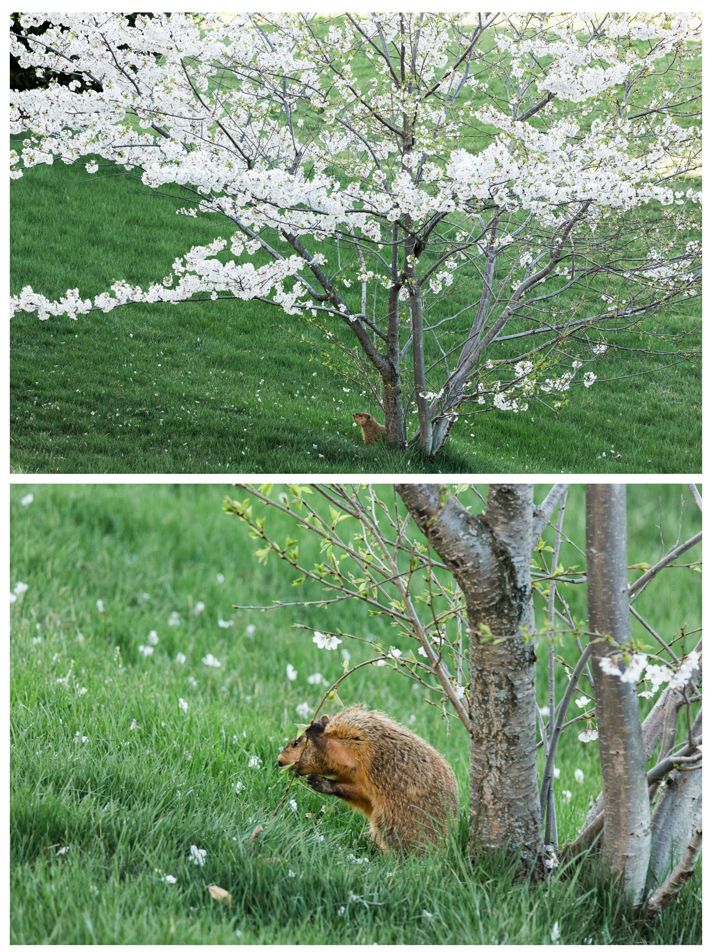 Apparently, Cherry Blossoms are not only beautiful, but also delicious.