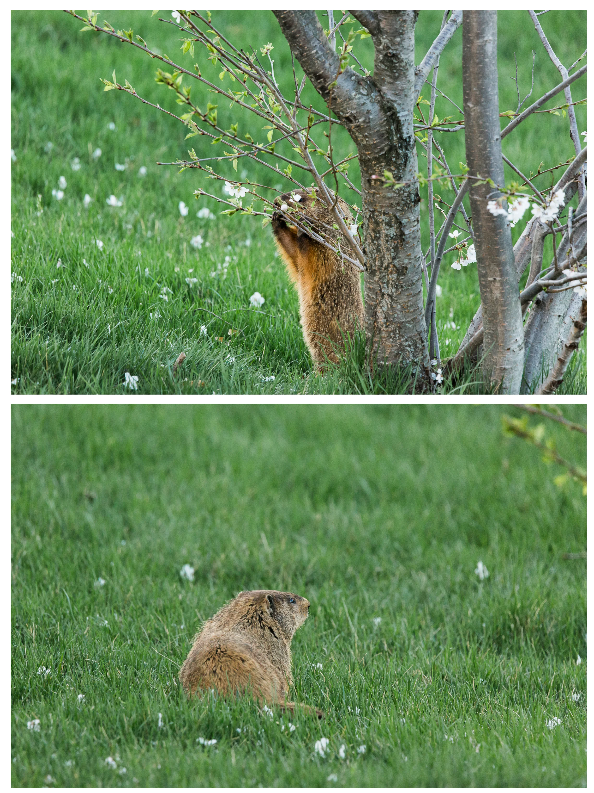 I was excited to see Turbo back visiting Monday evening. I realize that Groundhogs generally are viewed as pests due to their burrowing, but I can't help but love our new visitor. It's wonderful living in a place where we can see wildlife from our own deck.