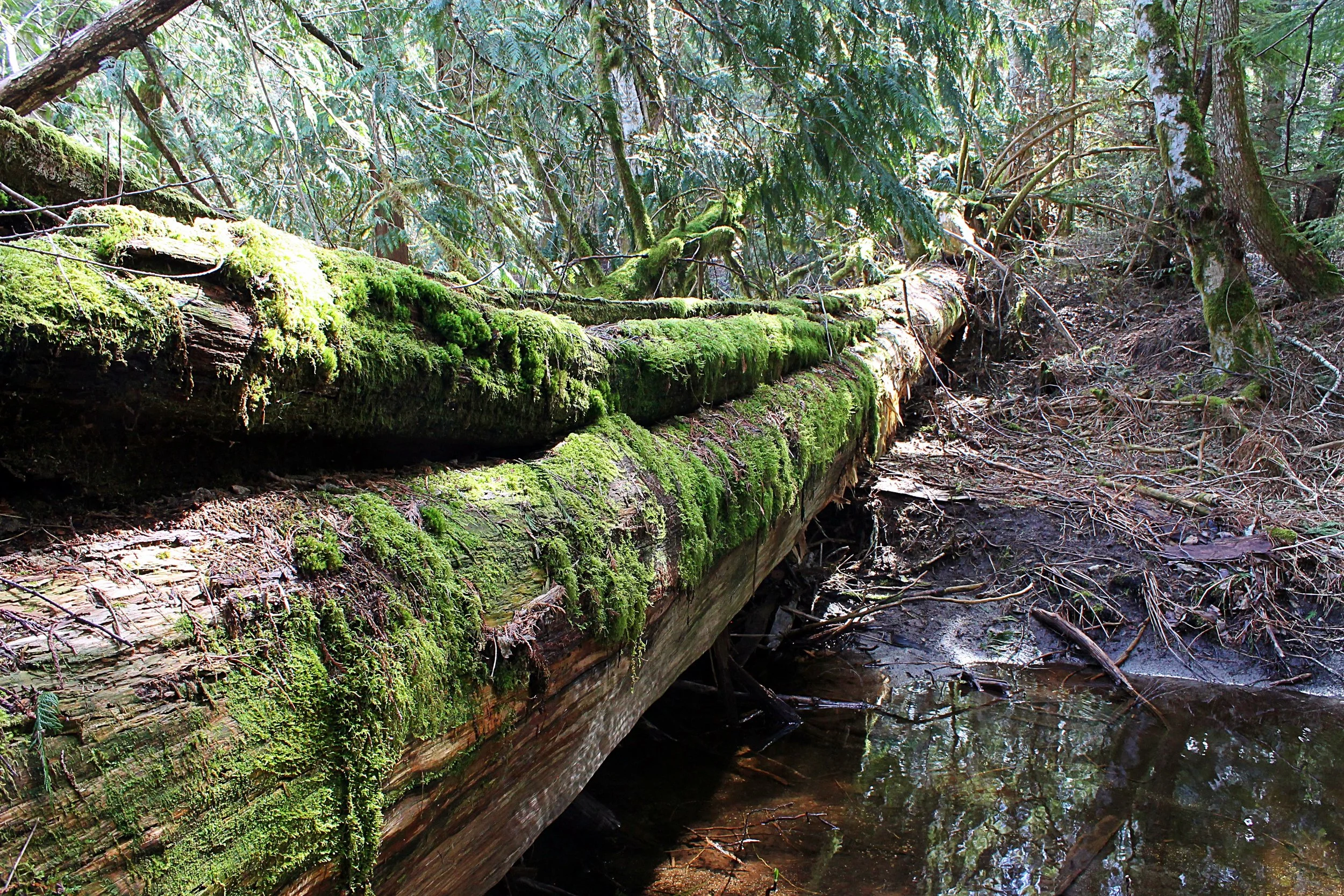 Skye Newkirk - Photochallenge II - Photo 1 Before.JPG