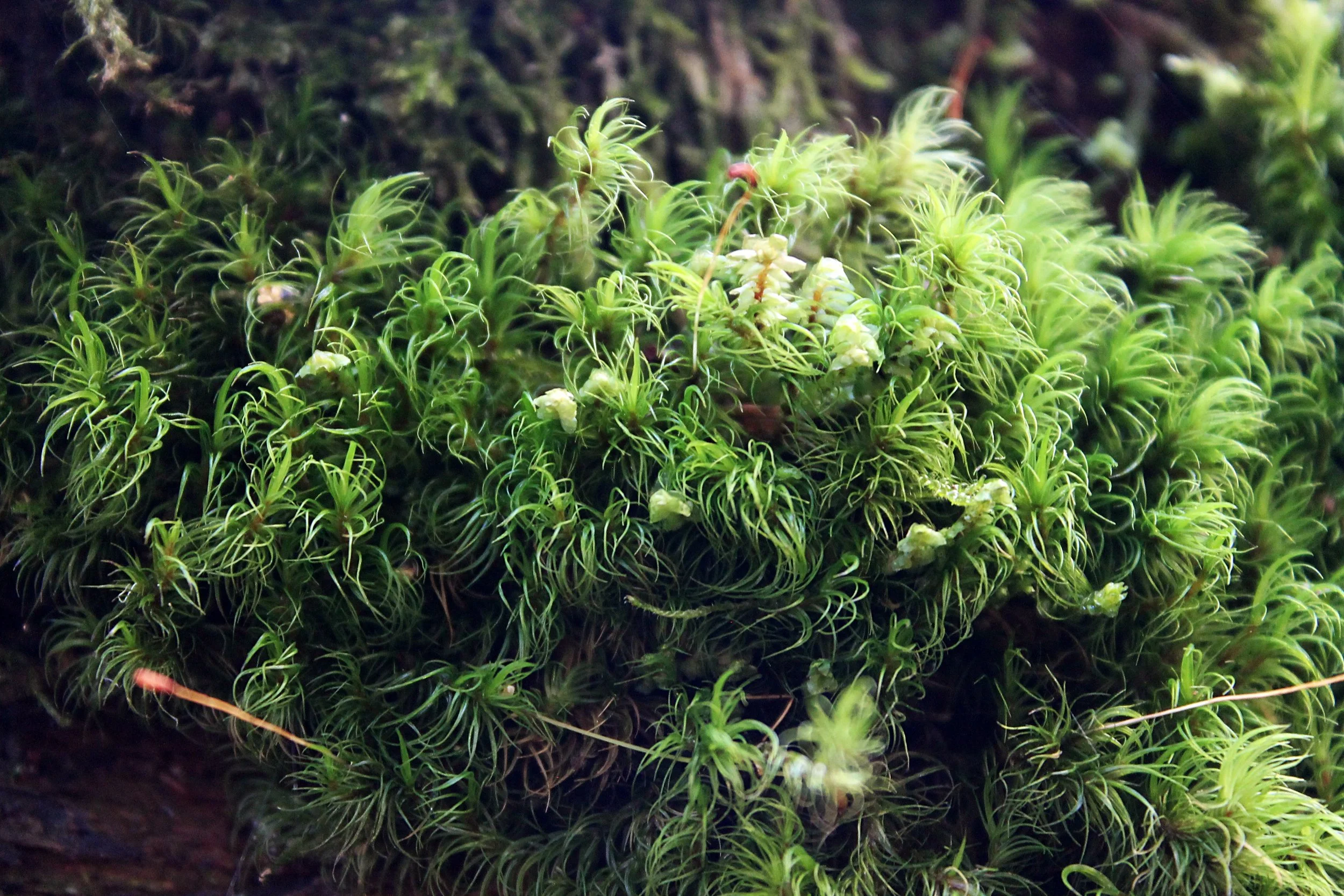 Skye Newkirk - Photochallenge II - Photo 1 After.JPG