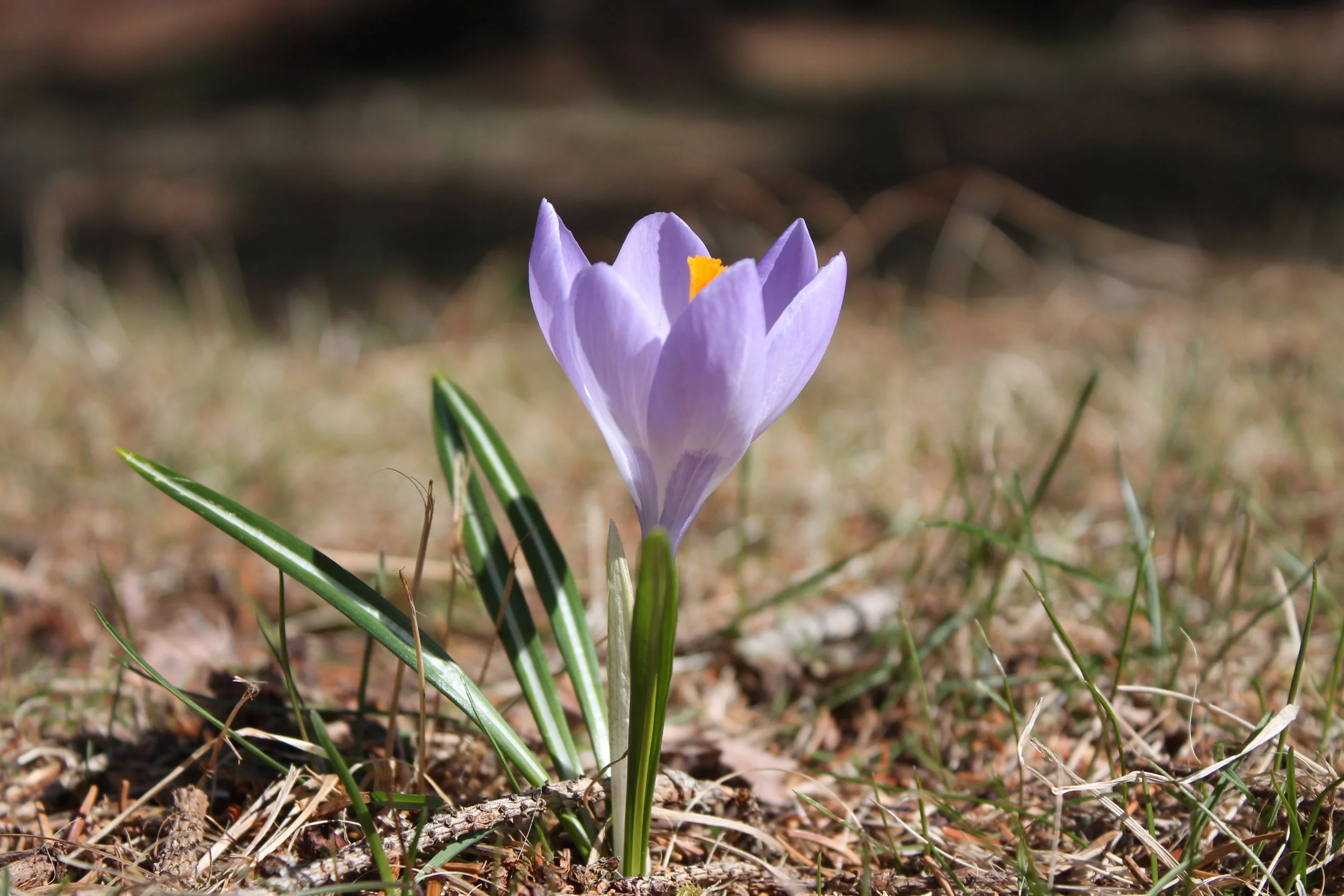 Skye Newkirk - Photochallenge II - Photo 3 Before.JPG