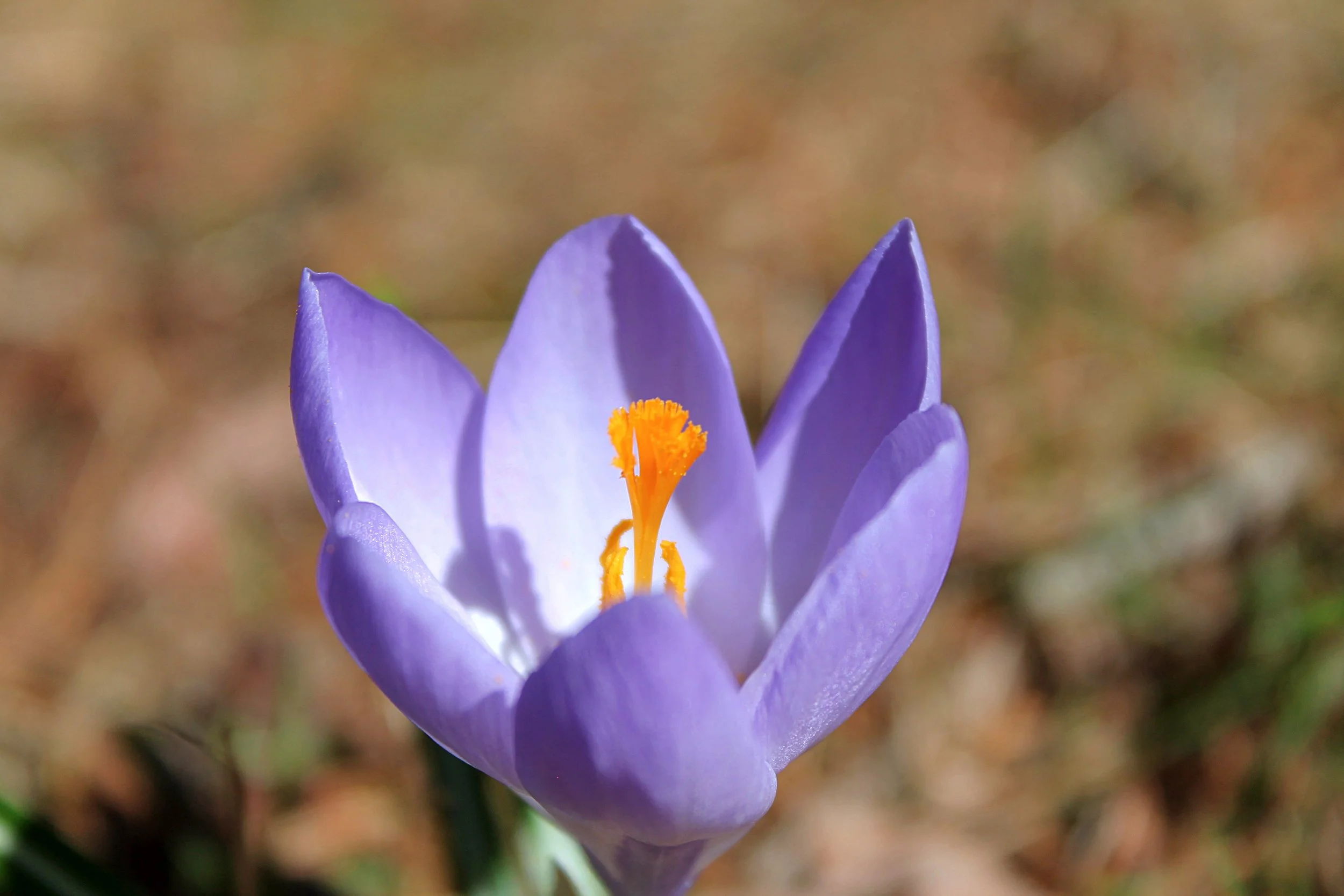 Skye Newkirk - Photochallenge II - Photo 3 After.JPG