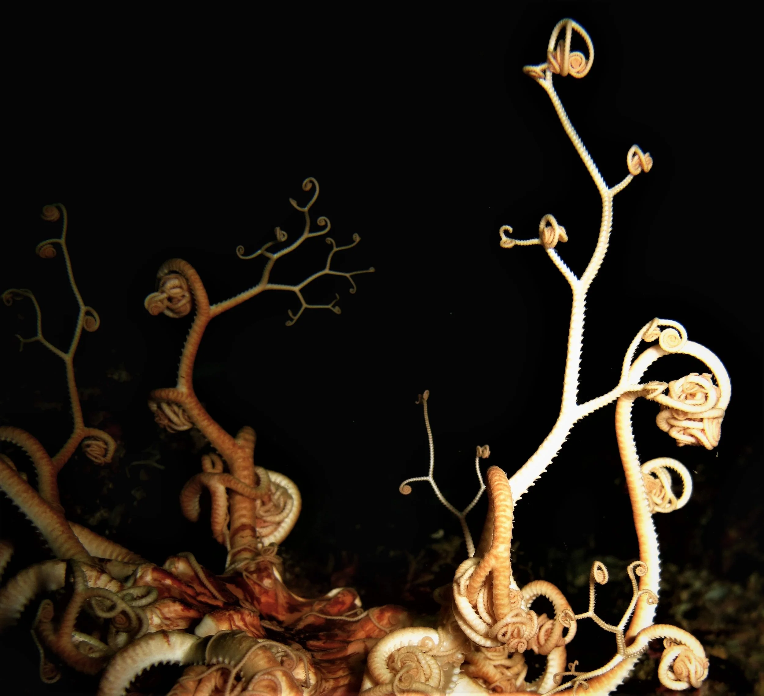 Basket Star macro.JPG