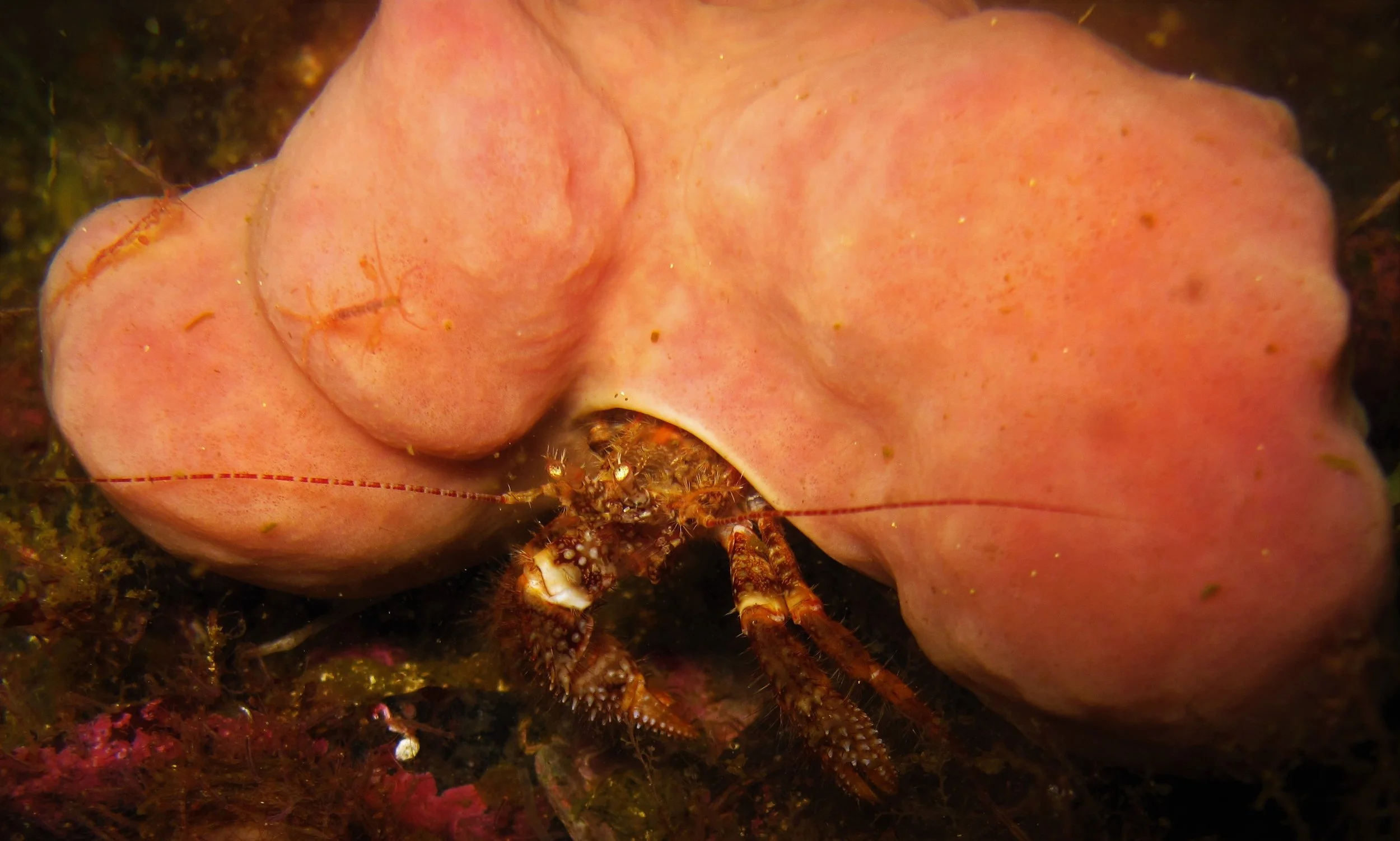 Bluespine Hermit Crab.JPG
