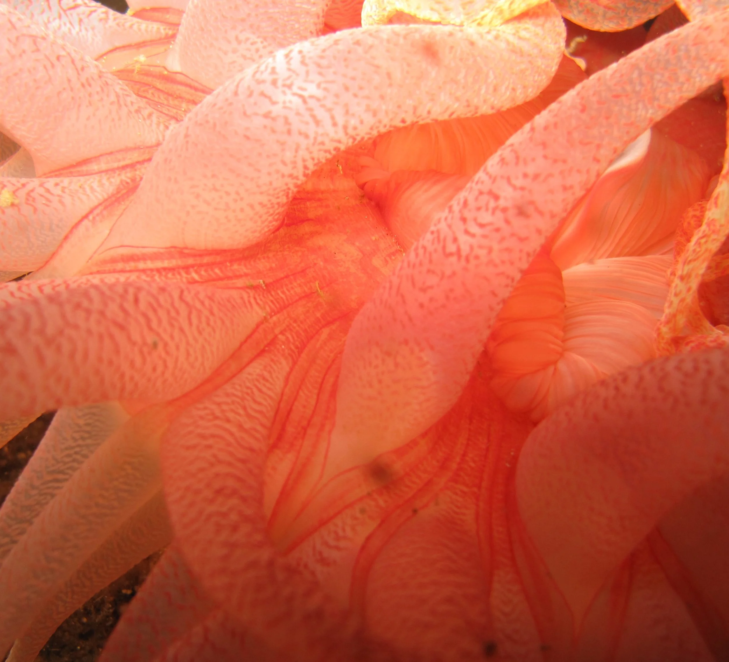 Crimson Anemone macro.JPG
