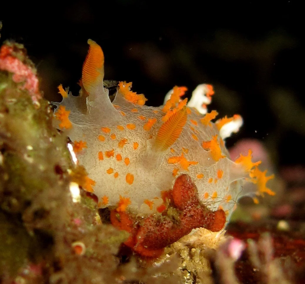 Clown Nudibranch.JPG