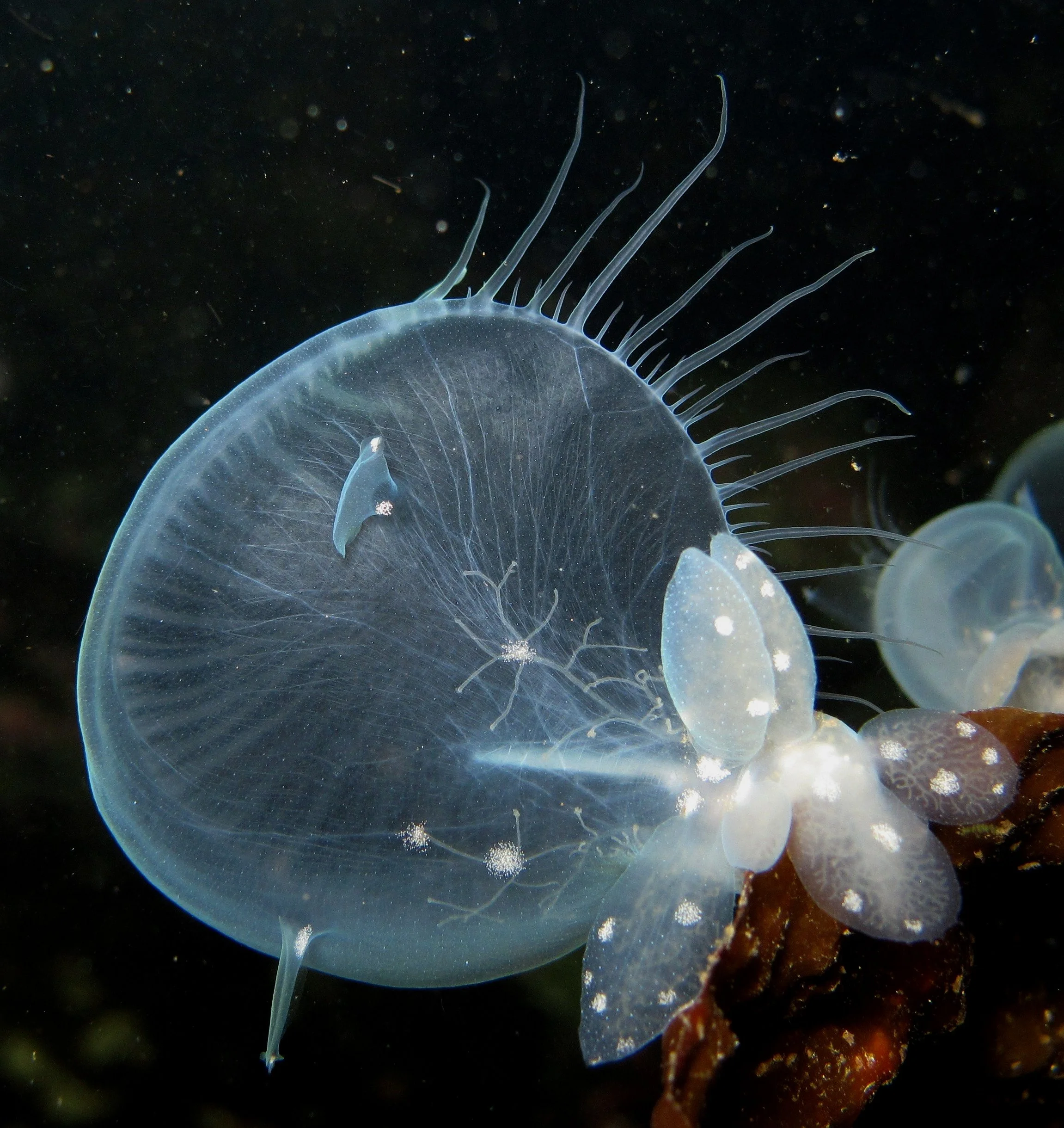 Hooded Nudibranch.JPG