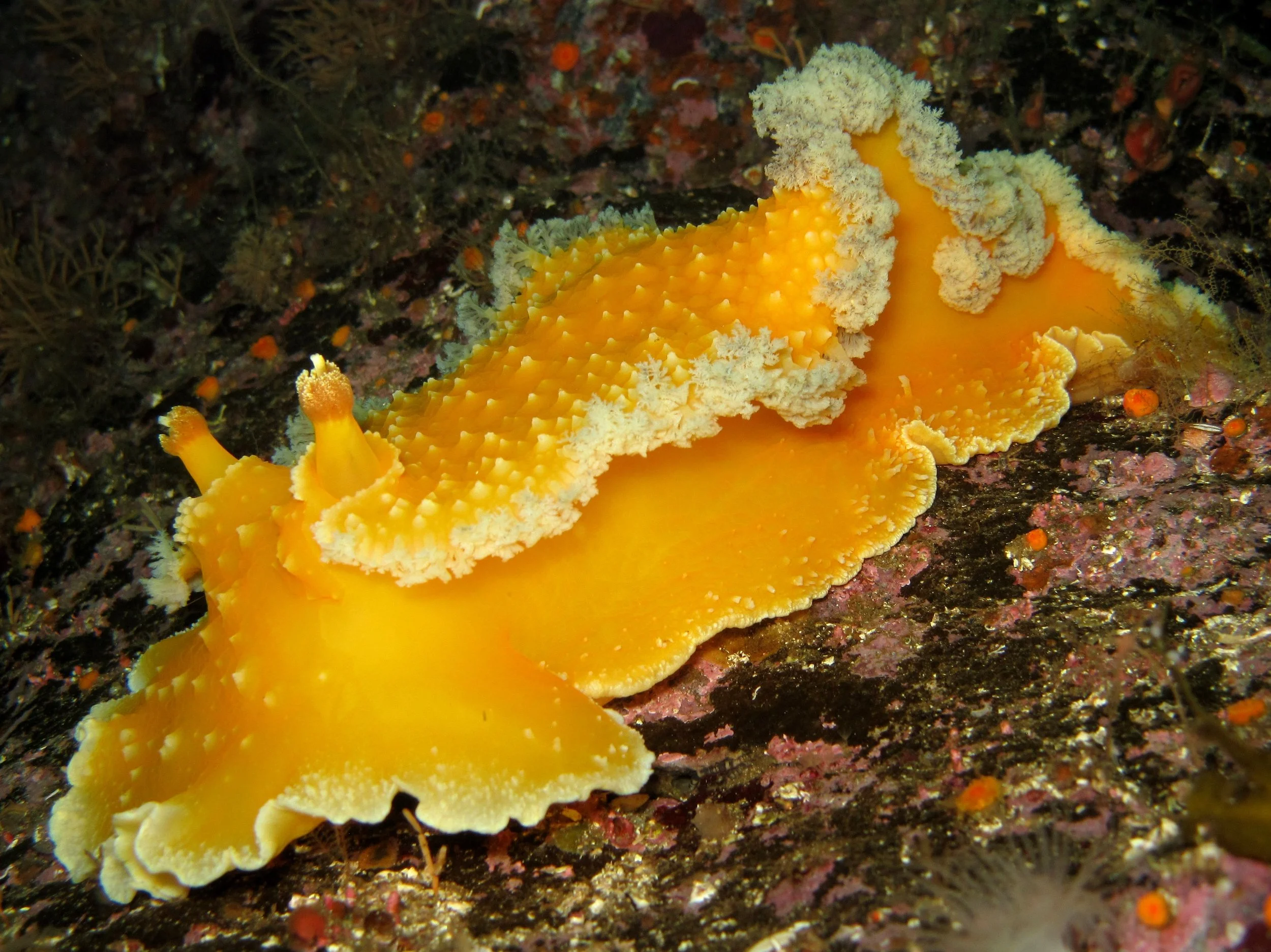 Orange Peel Nudibranch.JPG