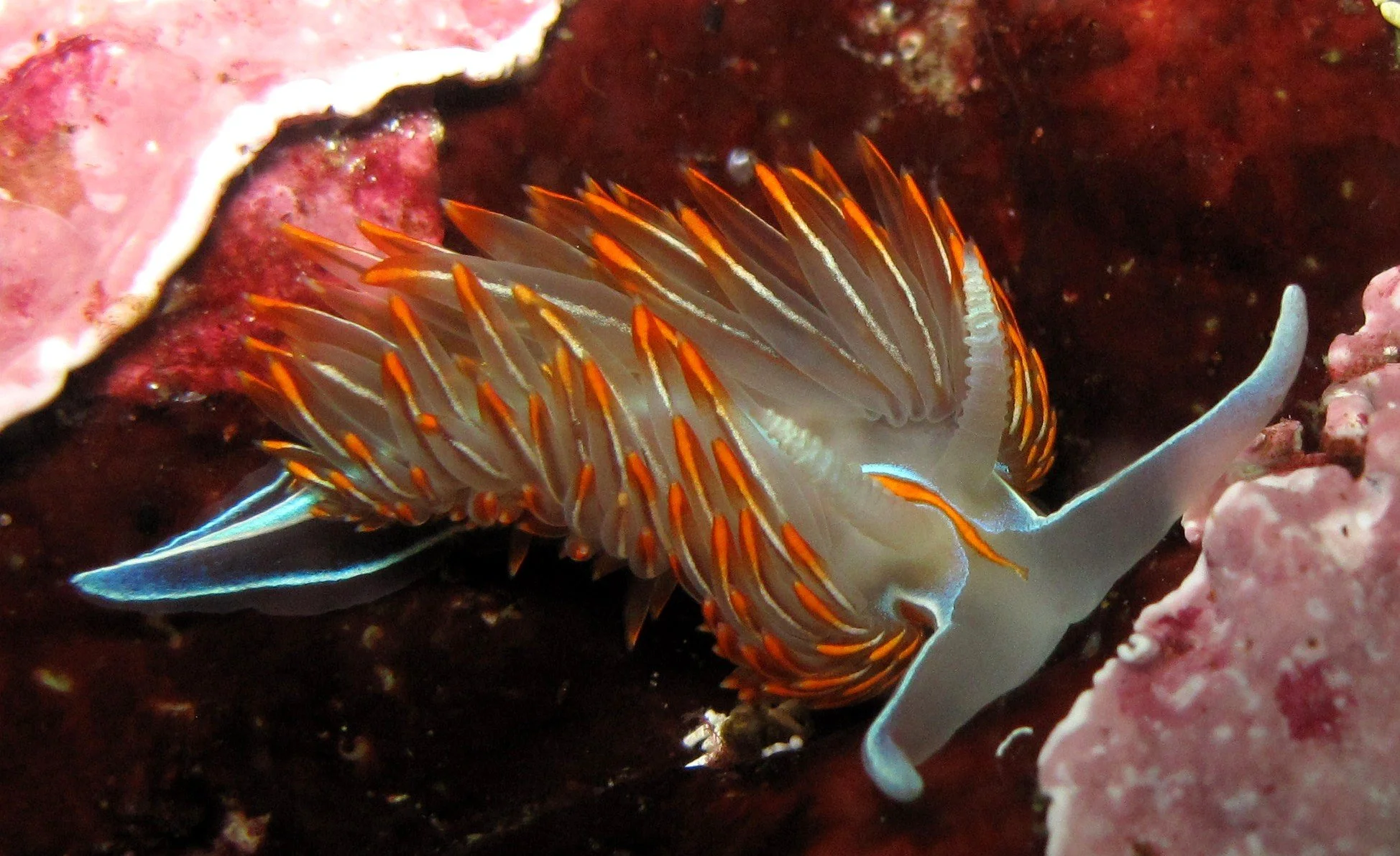 Opalescent Nudibranch.JPG