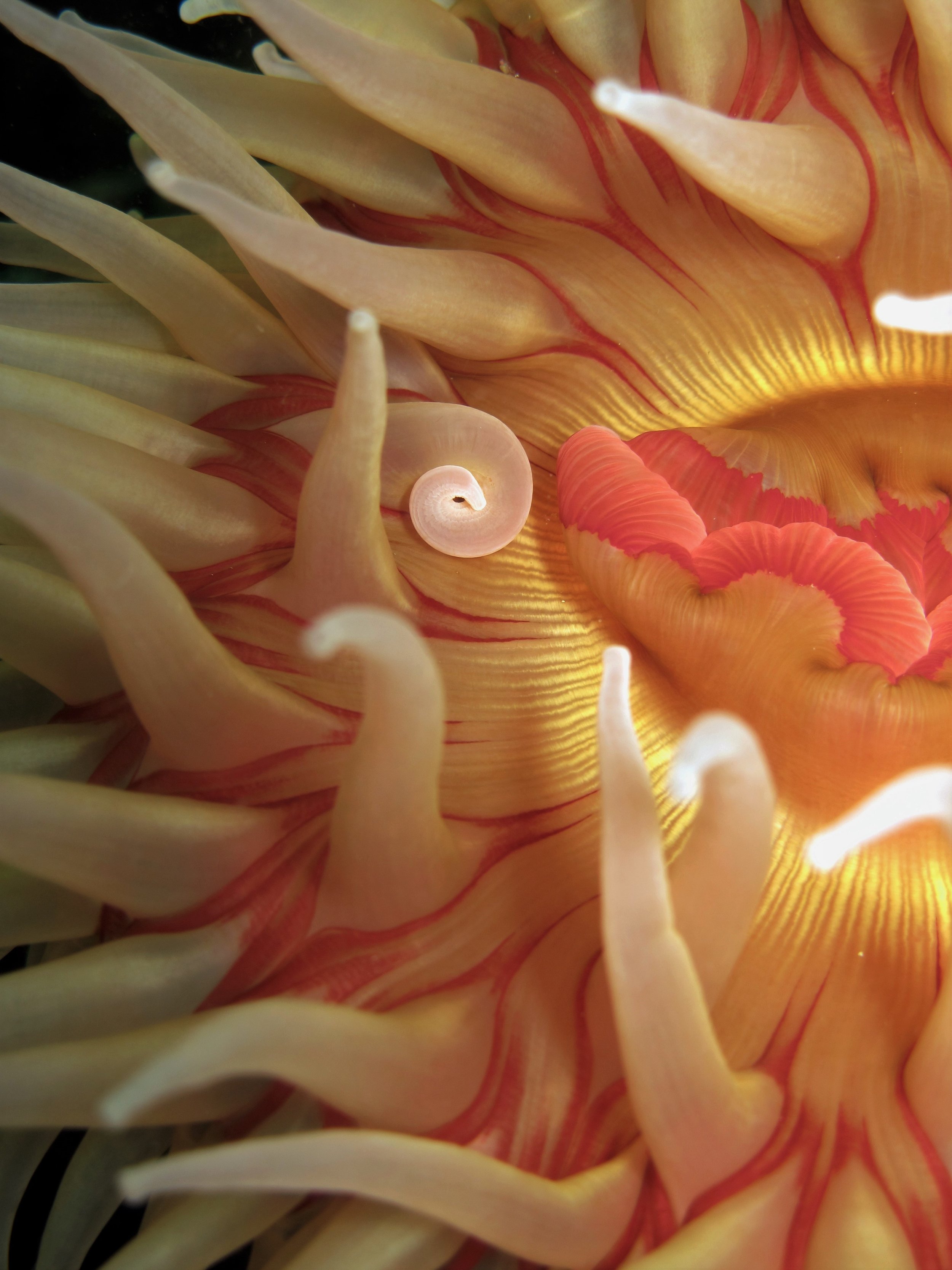 Rose Anemone macro.JPG